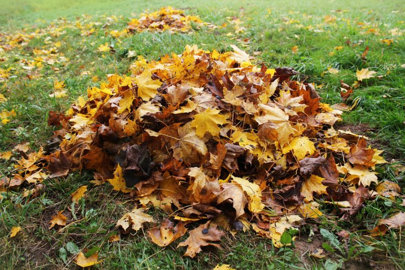 Fall Lawn Cleanup Image 3
