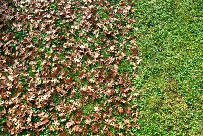Fall Leaf Removal Image 1