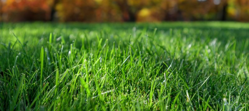 Seasonal Lawn Care Offers
