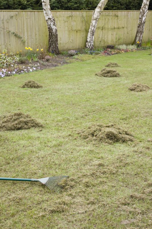 Lawn Before Dethatching