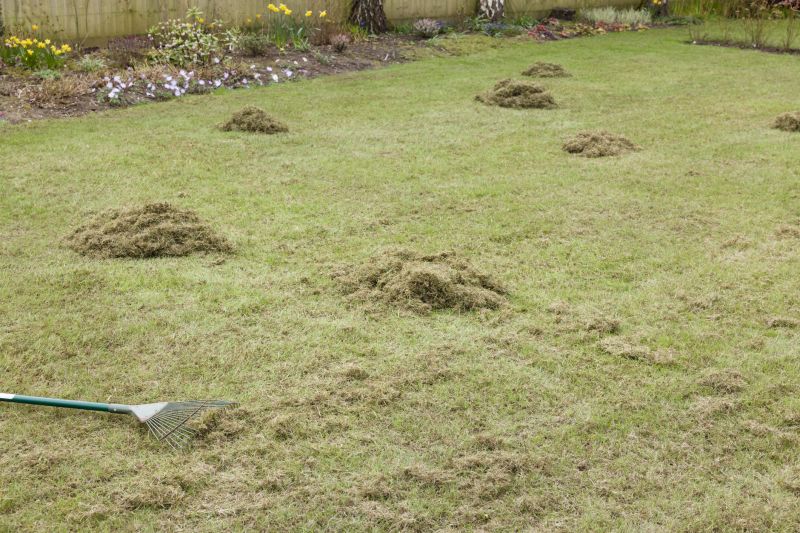 Products For Lawn Dethatchings in use