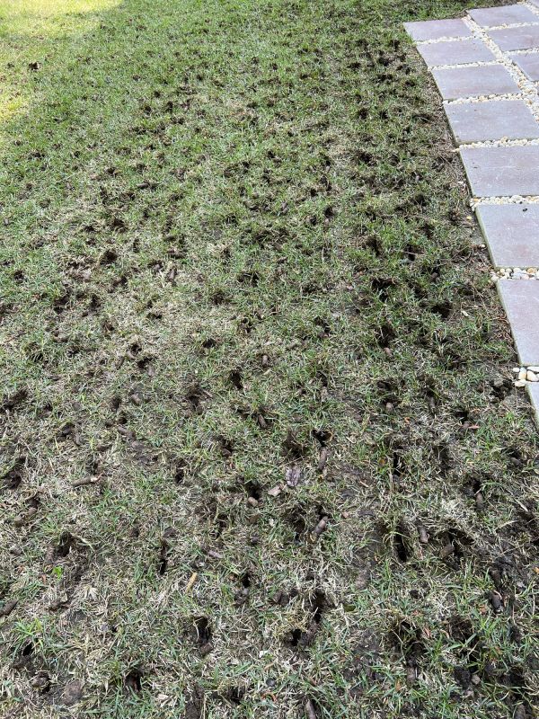 Residential Lawn Aeration Process
