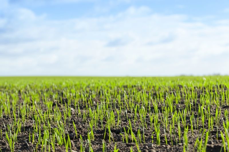 Consultation with Experts