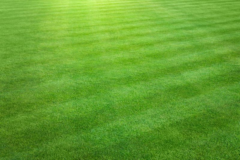 Professional Lawn Dethatching Service Enhances Water Penetration!
